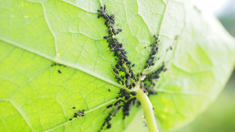 Este es el truco clave para cuidar de las plagas a las plantas de tu jardín.