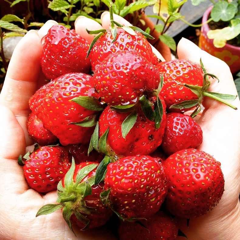 ¿Cómo congelar frutillas?