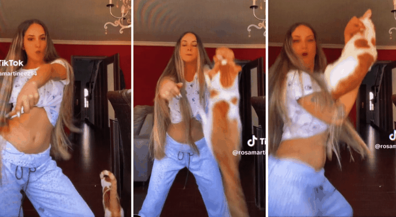 El gato volador: fue viral en TikTok.&nbsp;