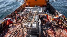 Los datos corresponden a un estudio realizado por la Observatorio Económico de la Cámara deFlota Amarilla de Chubut (CAFACH) Los datos corresponden a un estudio realizado por la Observatorio Económico de la Cámara deFlota Amarilla de Chubut (CAFACH)