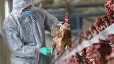 Gripe aviar: el Gobierno estableció nuevas medidas preventivas.