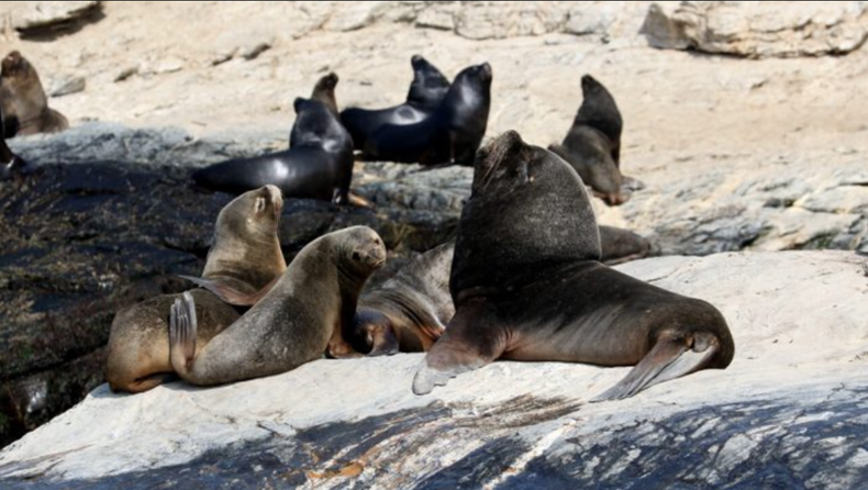 Gripe Aviar: Chile detectó el primer caso en un lobo marino.