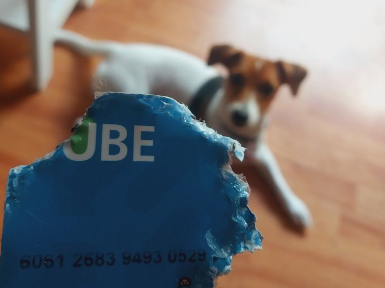 Su perro le comió la SUBE y realizó un posteo que generó polémica en redes.
