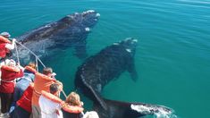 Avistaje de ballenas en Puerto Pirámides Avistaje de ballenas en Puerto Pirámides