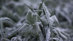 Durante el invierno, el riego de las plantas debe ajustarse a las condiciones climáticas propias de la temporada. Durante el invierno, el riego de las plantas debe ajustarse a las condiciones climáticas propias de la temporada.