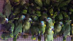 Qué es la psitacosis, la enfermedad que derivó en loros y que alarmó a los médicos. Qué es la psitacosis, la enfermedad que derivó en loros y que alarmó a los médicos.