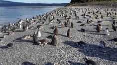 La posibilidad de ver diferentes especies de pinguinos en su habitat natural, en una isla de Tierra del Fuego. La posibilidad de ver diferentes especies de pinguinos en su habitat natural, en una isla de Tierra del Fuego.