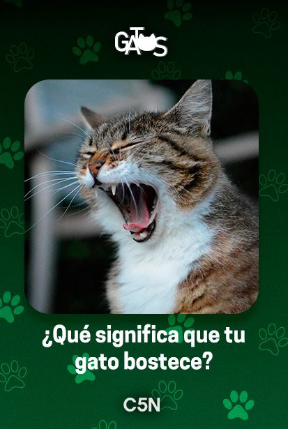 Bostezar es un comportamiento habitual en gatos.