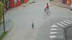 El animal se escapó de un quincho y atropelló a una mujer que andaba en bicicleta El animal se escapó de un quincho y atropelló a una mujer que andaba en bicicleta