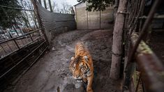 El predio rural fue clausurado tras la investigación iniciada en el 2020 por la Brigada de Control Ambiental. El predio rural fue clausurado tras la investigación iniciada en el 2020 por la Brigada de Control Ambiental.