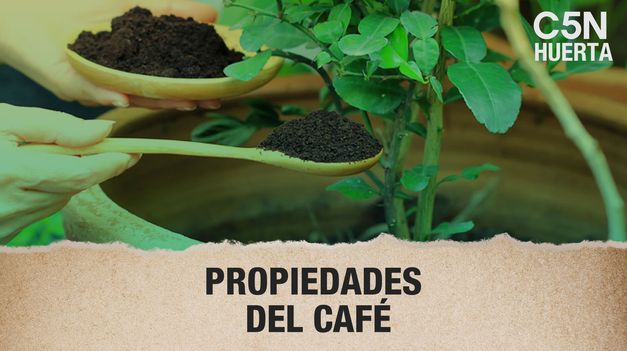 C5N | Las PROPIEDADES del CAFÉ para ABONAR la HUERTA