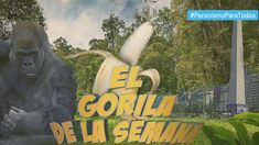 El Gorila de la semana, la sección imperdible de PPT.