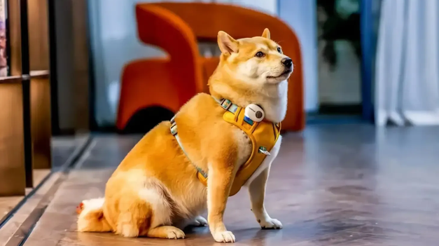 Este dipositivo permite traducir en tiempo real lo que nos dicen nuestras mascotas.&nbsp;