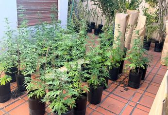 C5N | Plantas Marihuana Parque Chacabuco