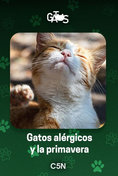Gatos y las alergias.