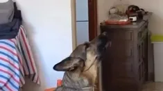 El video del can se hizo viral mientras interpreta eltema de la barranquillera. El video del can se hizo viral mientras interpreta eltema de la barranquillera.