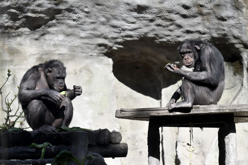 Los dos últimos chimpancés del Ecoparque serán trasladados.&nbsp;