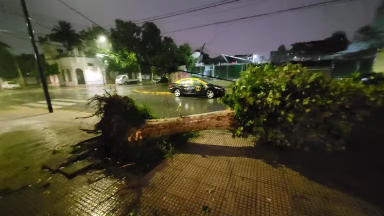 Los árboles afectaron autos y casas particulares.