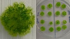 El 80% de las esporas del musgo resistieron al vacío, la radiación ultravioleta, las variaciones extremas de temperatura y la microgravedad del espacio exterior. Al volver al planeta Tierra, pudieron germinar en un laboratorio.