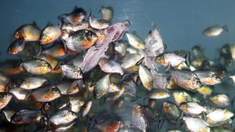 Son cuatro los detenidos por el homicidio de un hombre en 2022. Son cuatro los detenidos por el homicidio de un hombre en 2022.