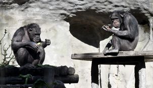 Los dos últimos chimpancés del Ecoparque serán trasladados. Los dos últimos chimpancés del Ecoparque serán trasladados.