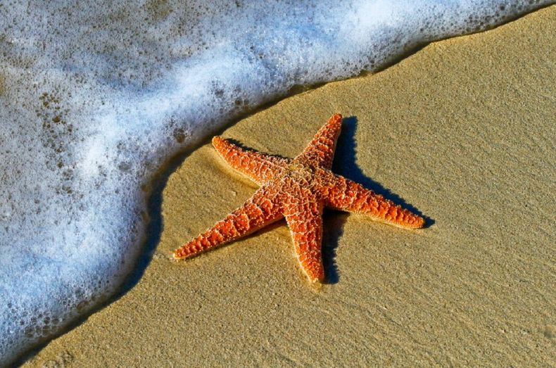 Los investigadores hallaron el motivo de las muertes de las estrellas de mar.