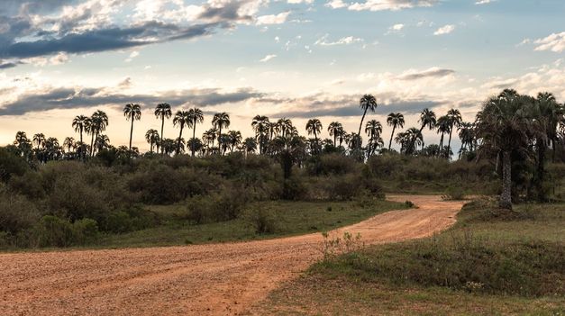 Visitar el Parque Nacional El Palmar, en Entre Ríos, es como teletransportarse a África.
