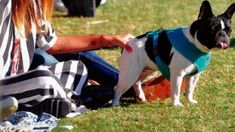 Los mejores amigos de los famosos, en fotos: desde Hugo, el perro de Marcelo Tinelli a Ayton, el golden de Nacho Viale Los mejores amigos de los famosos, en fotos: desde Hugo, el perro de Marcelo Tinelli a Ayton, el golden de Nacho Viale