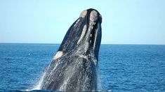 Ballenas, pingüinos, lobos marinos y mucho más. Ballenas, pingüinos, lobos marinos y mucho más.