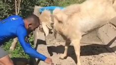 Brito junto a Pancho, su cabra. Brito junto a Pancho, su cabra.