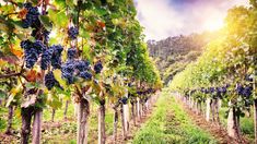 Mediante la Resolución 37/2025 publicada en el Boletín Oficial.&nbsp;