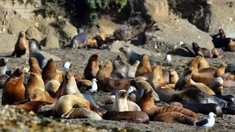 Aparecieron decenas de lobos marinos muertos por gripe aviar en Brasil Aparecieron decenas de lobos marinos muertos por gripe aviar en Brasil