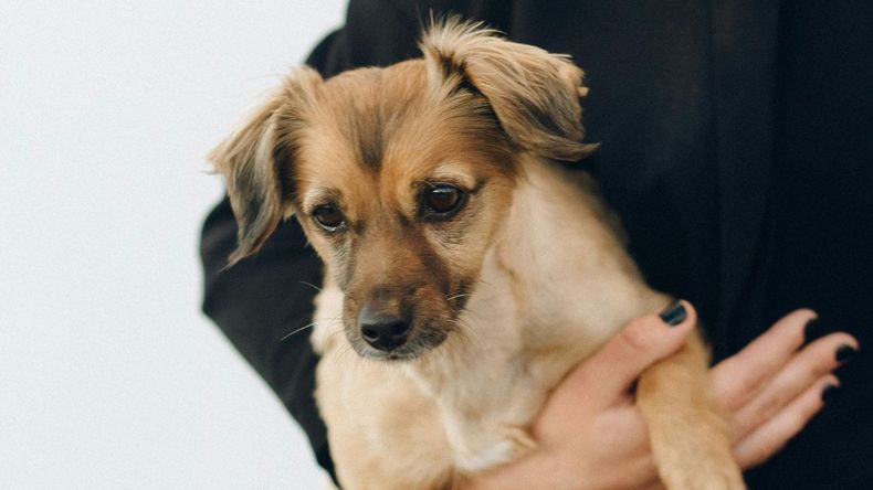 La conmemoración tiene como principal objetivo fomentar la adopción responsable y visibilizar la realidad de miles de animales que, en lugar de vivir en un hogar, aguardan una oportunidad en refugios o sobreviven en las calles.
