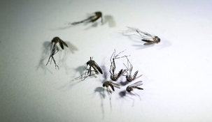 La ciudad de Buenos Aires anuncia su campaña contra el dengue. La ciudad de Buenos Aires anuncia su campaña contra el dengue.