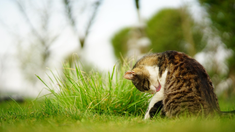 Gatos y mosquitos: cuáles son las enfermedades que tu mascota se puede contagiar. Gatos y mosquitos: cuáles son las enfermedades que tu mascota se puede contagiar.