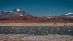 Laguna Brava, la imponente reserva natural argentina ideal para conocer en el otoño. Laguna Brava, la imponente reserva natural argentina ideal para conocer en el otoño.