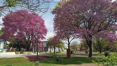 Jardinería urbana: ¿cuál es la mejor manera de elegir un árbol para tu vereda?. Jardinería urbana: ¿cuál es la mejor manera de elegir un árbol para tu vereda?.