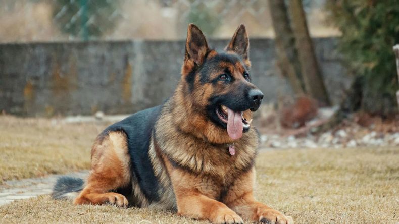  Aunque sus efectos en la salud humana están ampliamente documentados, pocas personas consideran que este agente tóxico también puede afectar seriamente a las mascotas. 