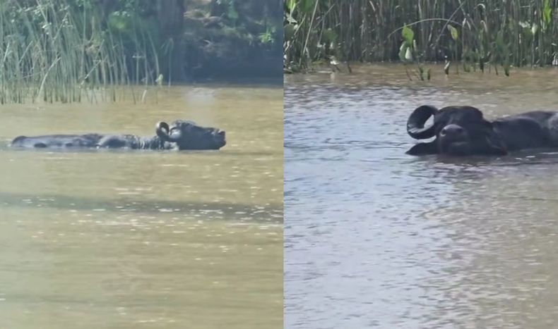 La veterinaria isleña relató en redes sociales el encuentro con el animal en la Sección Primera del Delta.