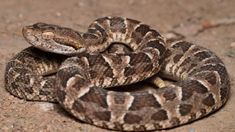 La serpiente reaccionó de forma defensiva y atacó la niño. La serpiente reaccionó de forma defensiva y atacó la niño.