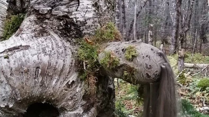 Canadá: un turista capta una inquietante imagen en un árbol y se volvió viral&nbsp;