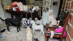 Las mascotas fueron entregadas a ONGs protectoras de animales Las mascotas fueron entregadas a ONGs protectoras de animales