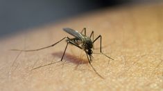 Infectólogos alertaron por la posibilidad de que se registre la fiebre de Oropouche en la Argentina. Infectólogos alertaron por la posibilidad de que se registre la fiebre de Oropouche en la Argentina.