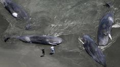 En total aparecieron cinco ballenas. En total aparecieron cinco ballenas.