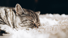 Gatos que roncan: cuándo es normal y cuándo prestarles atención. Gatos que roncan: cuándo es normal y cuándo prestarles atención.