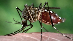 Dengue en Argentina: los casos bajaron por quinta semana consecutiva. Dengue en Argentina: los casos bajaron por quinta semana consecutiva.