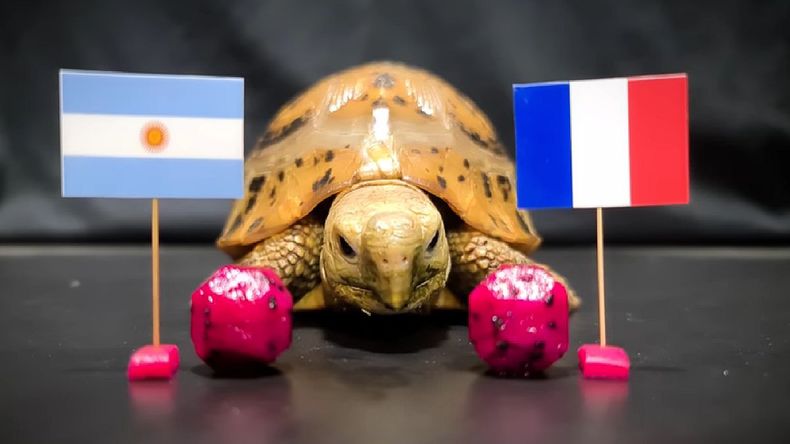 La tortuga francesa predijo quién ganará la final del Mundial Qatar 2022.