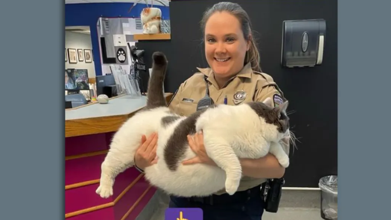 El gato más grande del mundo encontró un hogar: pesa más de 20 kilos&nbsp;