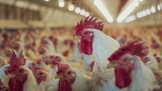 Nuevos casos de la influenza aviar. Nuevos casos de la influenza aviar.