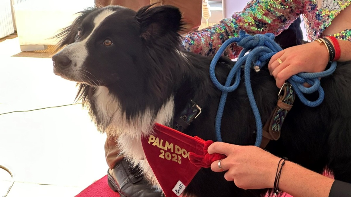 Conocé a Messi, el perro que ganó a mejor actor canino en el Festival